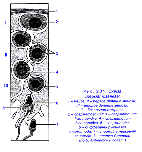Рис. 201. Схема сперматогенеза