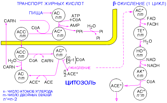 TrOxFatAc.gif (8127 bytes)