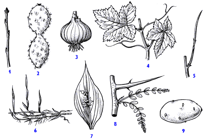 Рис. 53(бот-ка). Видоизменения (метаморфозы) побега
